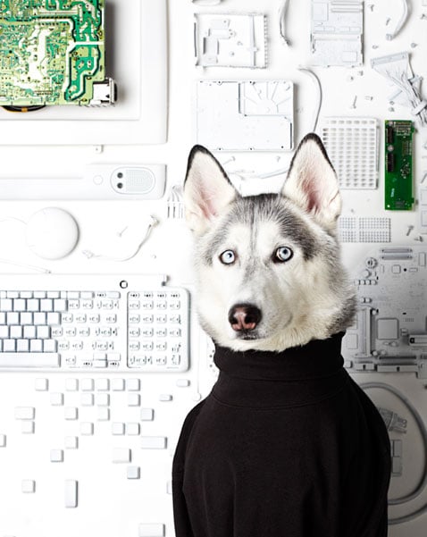 Husky dressed Steve Jobs-type character shot by Brooklyn N.Y.-based animal photographer Winnie Au 