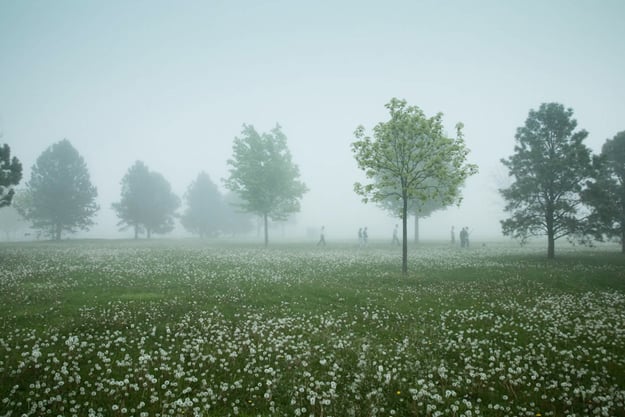 Landscape photography, trees in field with fog, Australia, Joe Wigdahl