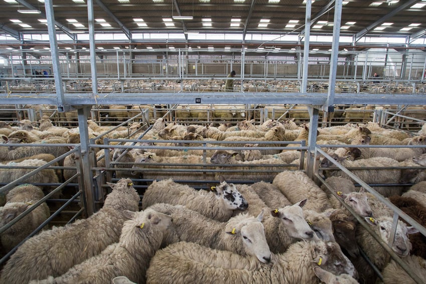 Jonathan Browning photographs of sheep in livestock 