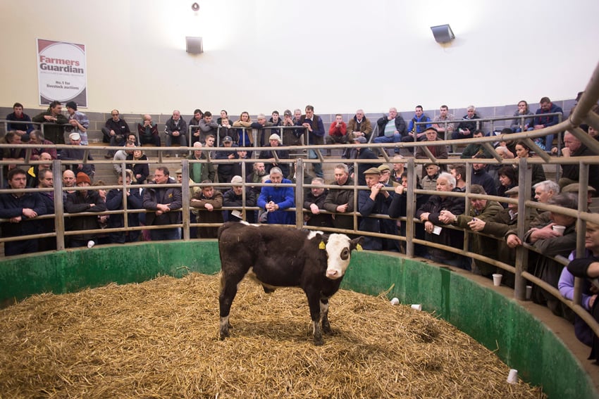 Jonathan Browning photograph of cow up for auction