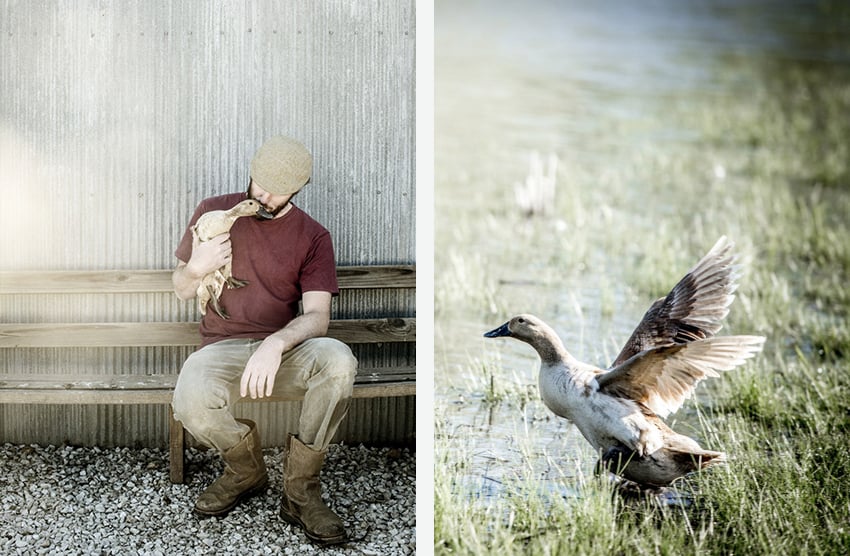 Duck in the wild and in the arms of a man by Jennifer Silverberg