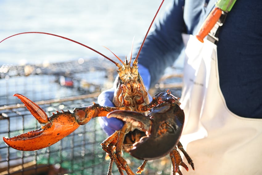 Lobster being held by chef by Julia Vandenoever
