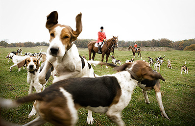 A photo of foxhounds bounding through an open field by Keith Barraclough.