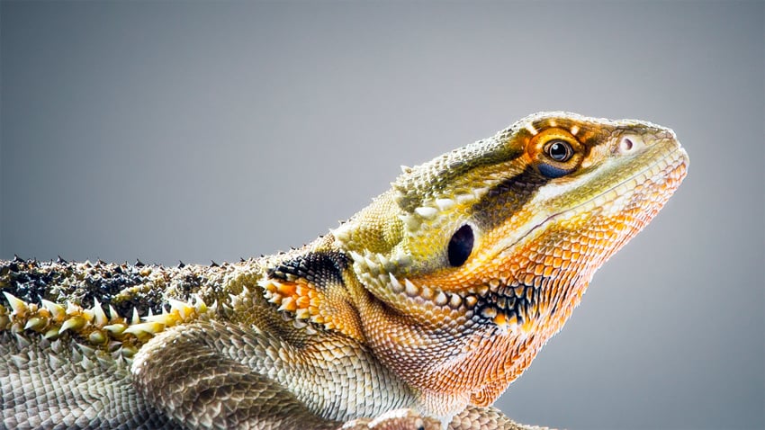 Colorful bearded dragon lizard by Luke Copping