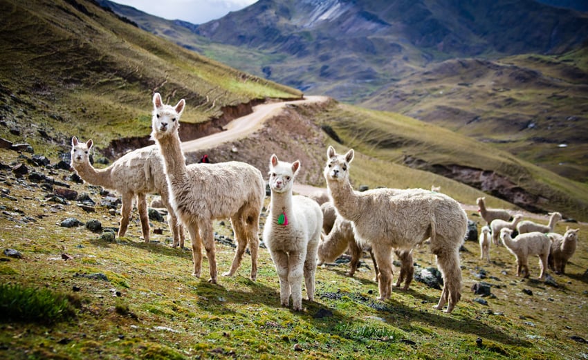 Herd of llamas on a hillside by Matt Dayka