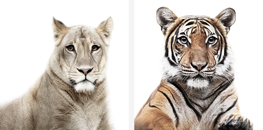 Lion and tiger portraits by Morten Koldby