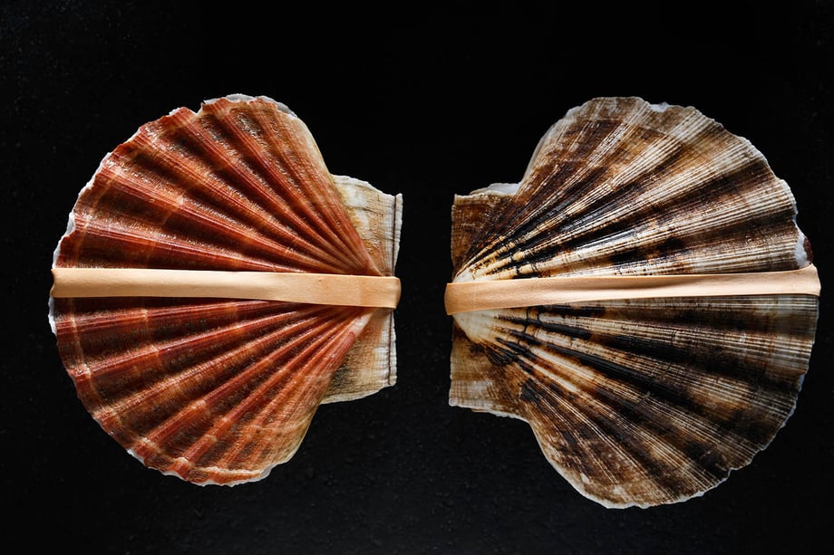 Momo cookbook seashells; photograph by Dan Perez