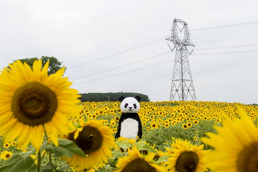 Sideshow Panda in a sunflower field photograhed by Bryan Regan