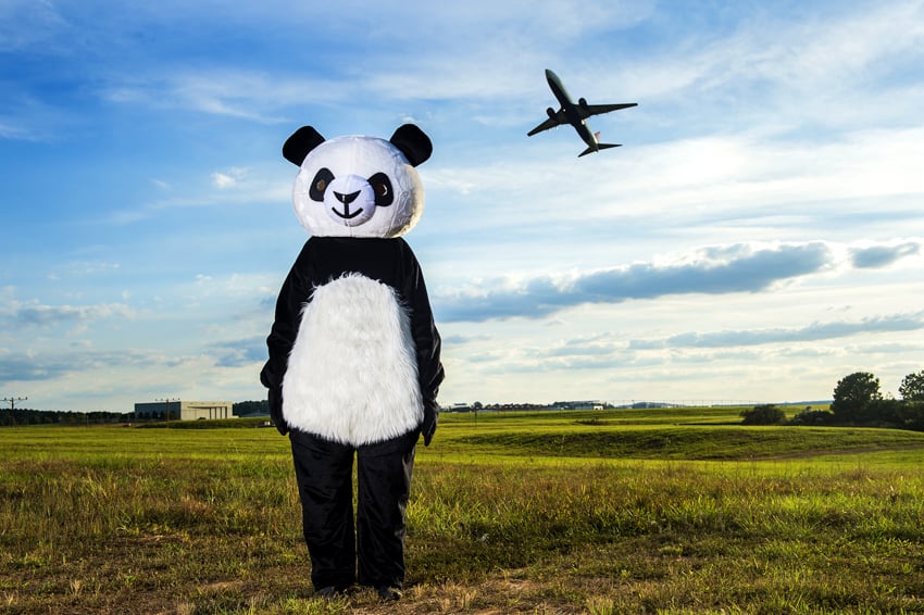 Sideshow Panda in a field with a plane flying overhead by Bryan Regan