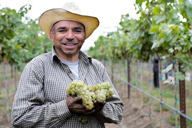 Winemaker of Washington holding green grapes shot by Seattle-based portrait photographer Ron Wurzer