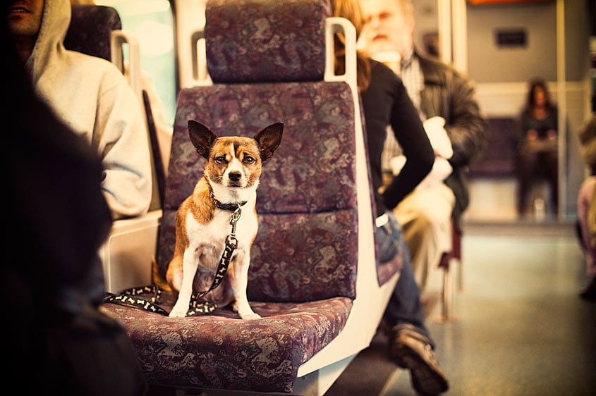 A puppy passenger shot by Atlanta-based portrait photographer Scott Areman for Sound Transit