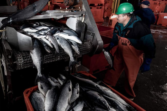 Salmon being fed into a machine to be processed, as a worker oversees