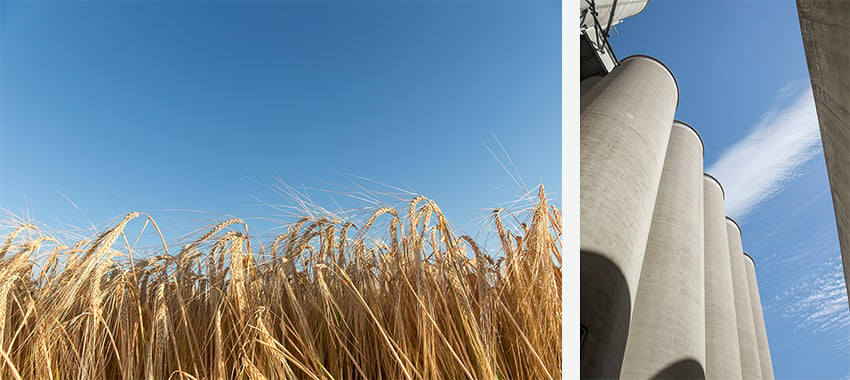Two side by side photos of a field of grain and grain elevators for Great Western Malting.