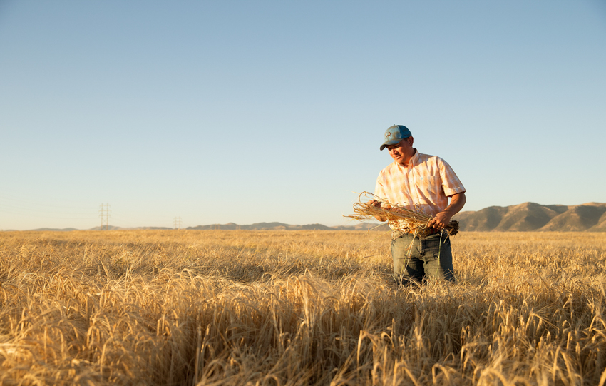 Farmer at a barley field shot by John Valls for Great Western Malting.