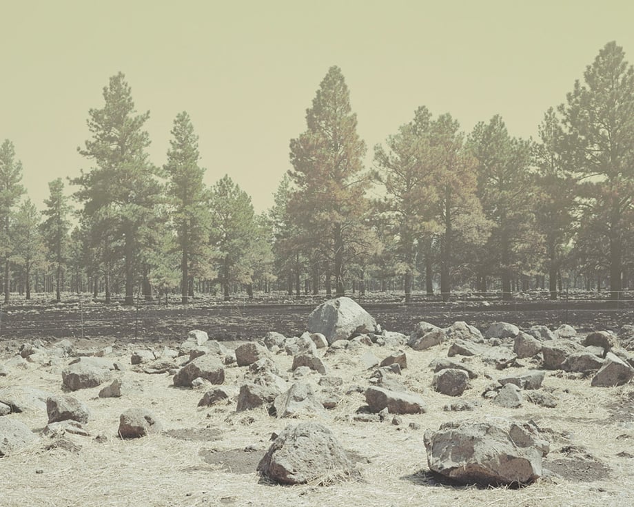 Close-up of the photo from the book, featuring rocks and trees shot by Phoenix-based photojournalist Jesse Rieser