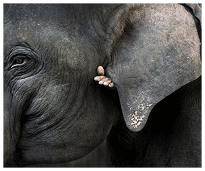Close-up of an elephant by photographer Gary John Norman.