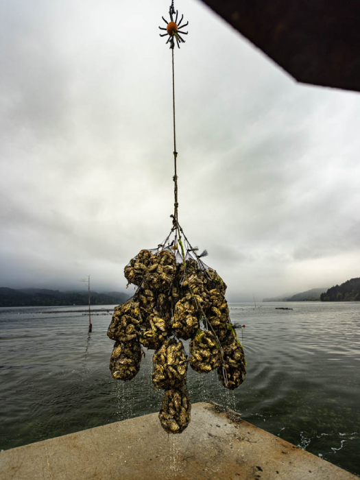 Full nets over the water on Hama Hama Oyster farm shot by Ed Sozhino for Case Knives
