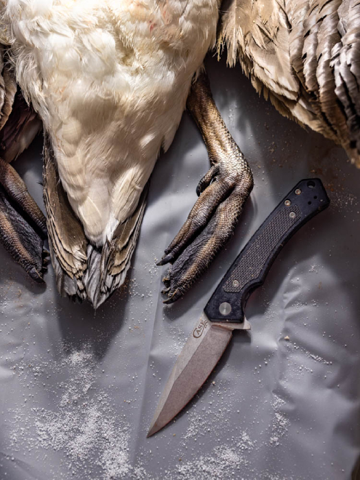 Bird about to be shorn with knife shot by Ed Sozhino for Case Knives