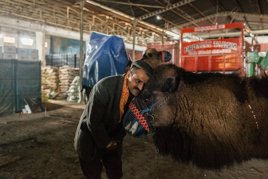 Camel trainer Yilmaz Bicak hugs his camel shot by Bradley Secker featured in the New York Times.
