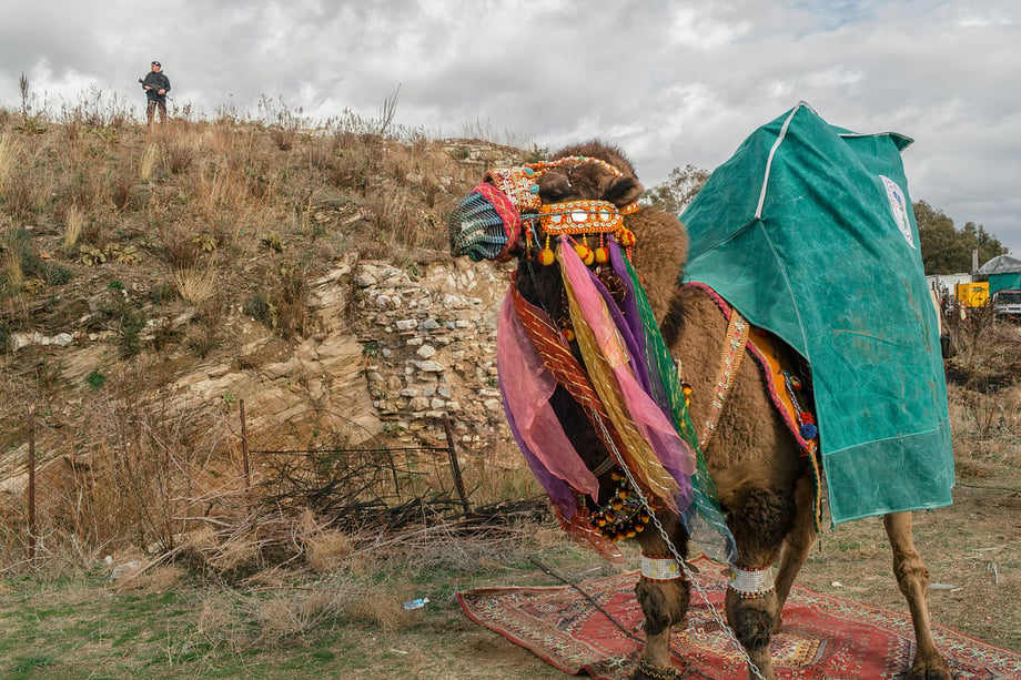 Competing camels are kept outside the wrestling arena between their matches at the 35th annual Selçuk Camel Wrestling Festival. Armed police and military forces ensured the event took place without security threats. Shot by Bradley Secker featured in the New York Times.