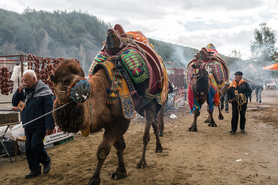 Competing camels are walked to the wrestling arena, past fans and food stalls selling camel sausages and sandwiches. Shot by Bradley Secker featured in the New York Times