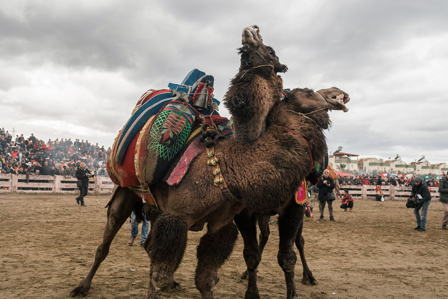 Competing camels wrestle during the 35th Selçuk Camel Wrestling Festival. Shot by Bradley Secker featured in the New York Times