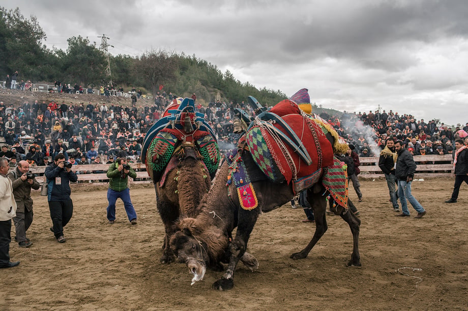 Competing camels wrestle during the 35th Selçuk Camel Wrestling Festival.  Shot by Bradley Secker featured in the New York Times.