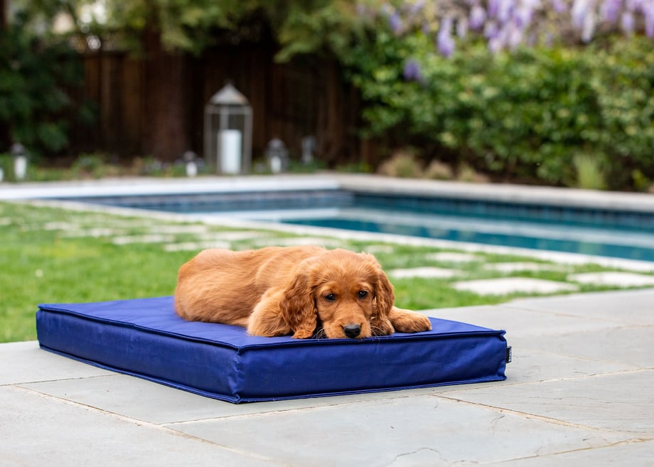 Fluffy golden puppy laying on BarkBox outdoor dog bed shot by Mark Rogers