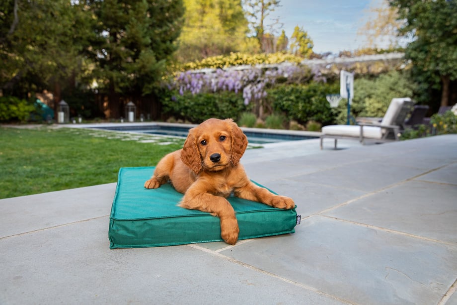 Small golden puppy laying on dog bed outside shot by Mark Rogers for BarkBox