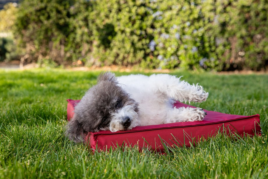 Small fluffy dog laying on BarkBox dog bed shot by Mark Rogers