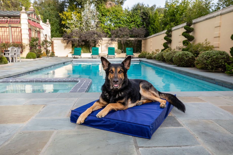Bismark lays on large BarkBox dog bed shot by Mark Rogers