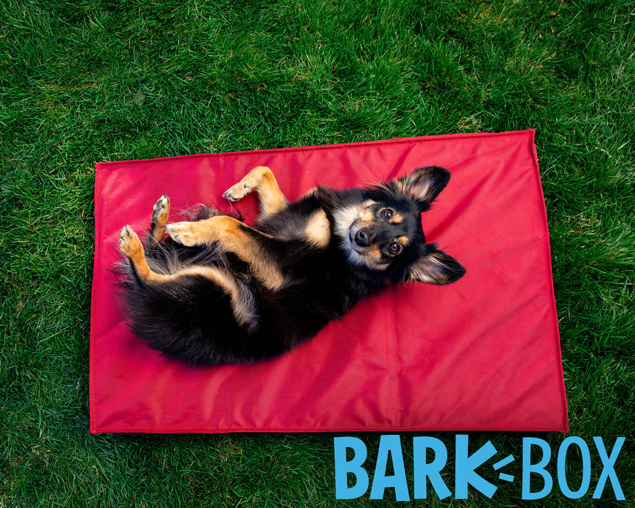 Tearsheet of BarkBox outdoor dog bed campaign shot by Mark Rogers