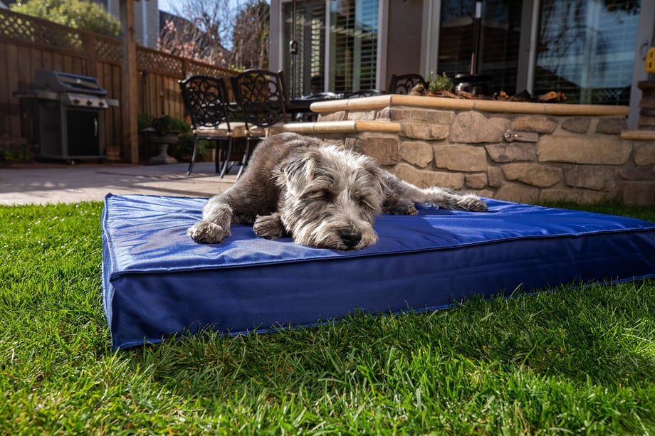 Small terrier Olive laying on BarkBox outdoor dog bed shot by Mark Rogers