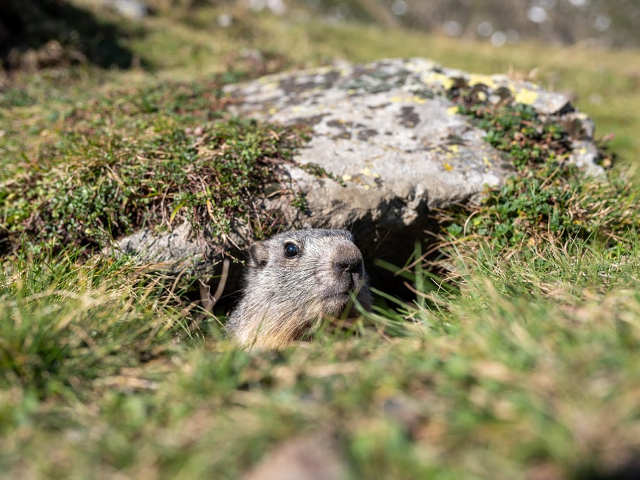 Groundhog in the woods in French Pyrenees shot by Markel Redondo for National Geographic Traveller Magazine