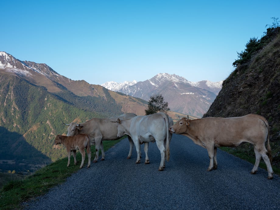 Cows on a mountain road in the French Pyrenees shot by Markel Redondo for National Geographic Traveller Magazine
