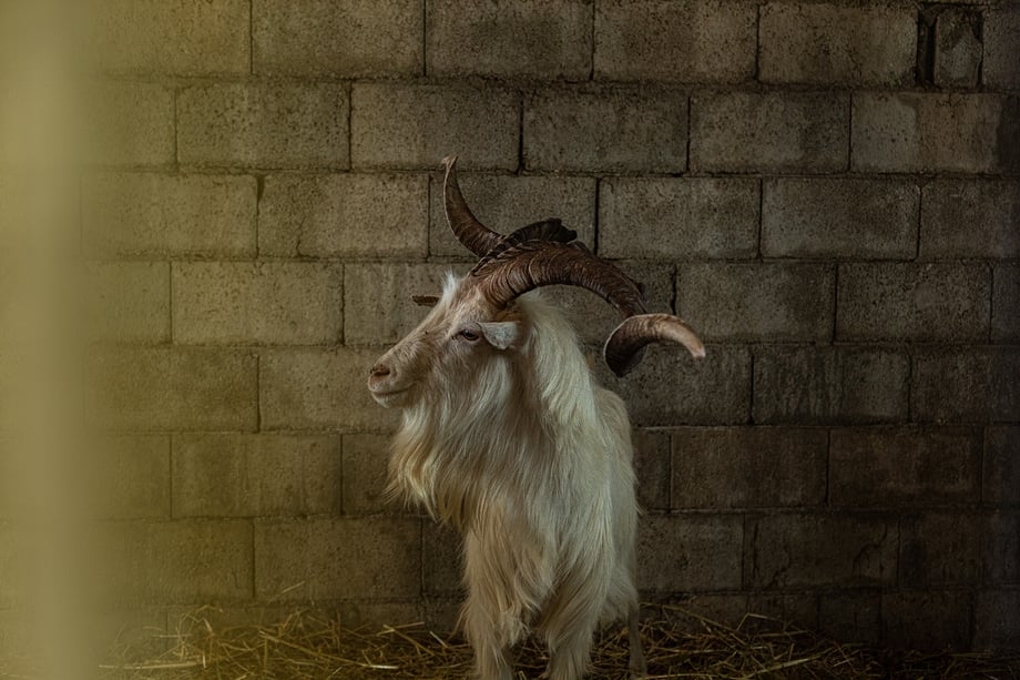 A male goat shot by Alberto Bernasconi for Enjoy magazine