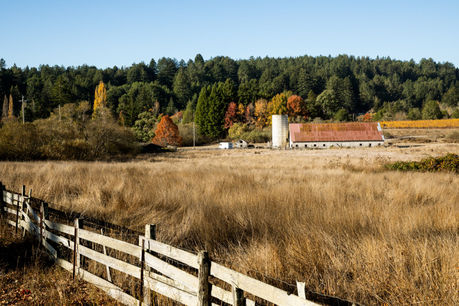 A grassy farm in fall shot by Angela DeCenzo for National Geographic Traveller Food magazine
