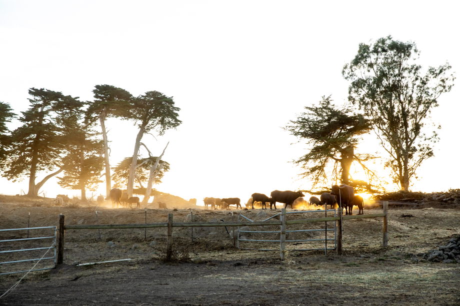 A herd of cattle at sunset shot by Angela DeCenzo for National Geographic Traveller Food magazine