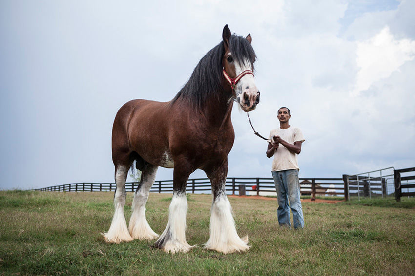 International photographer and director John Fulton's personal project "Clydesdale Randy" is a concept image featuring a horse wearing furry boots using outtakes from a recent editorial shoot. 