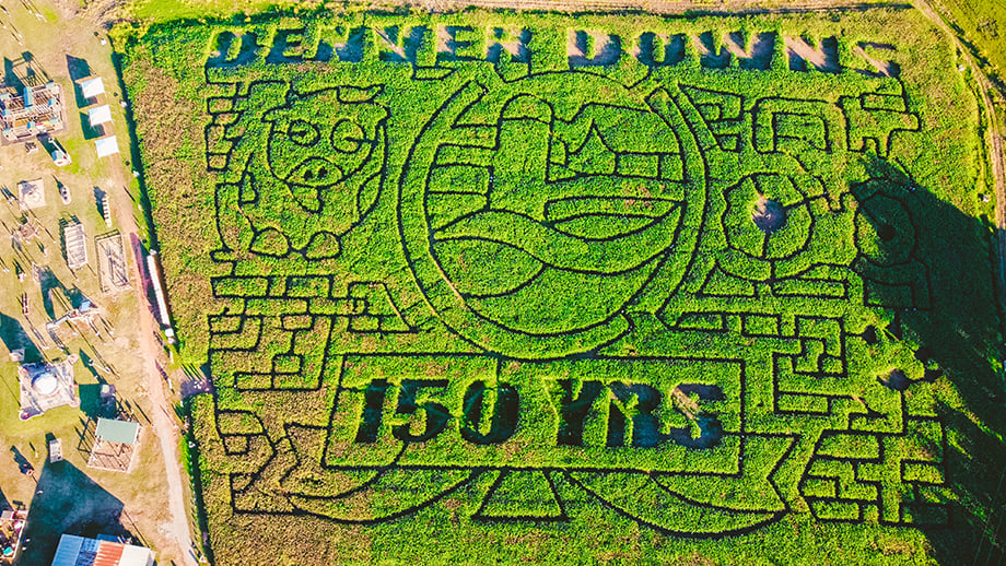 A drone shot of Denver Down's 150th anniversary corn maze. 