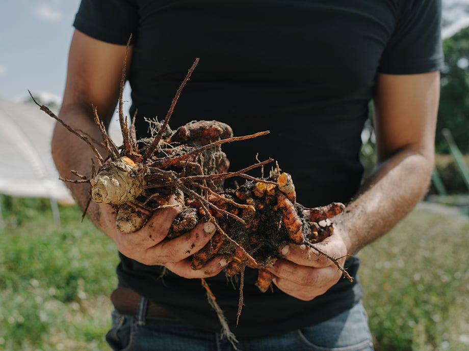 Joseph holds turmeric roots grown on Gratitude Farm photography by James Jackman