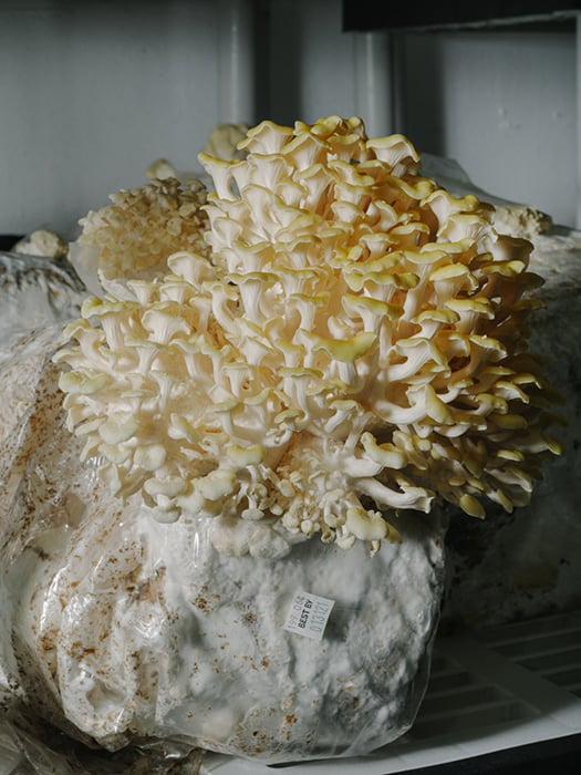 A close up of a mushroom from Gratitude Farm by James Jackman