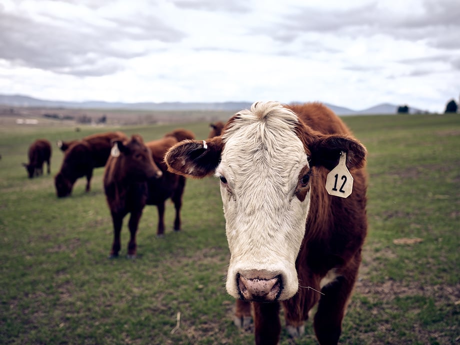 Cows on Amy's ranch. Photography by Kody Kohlman