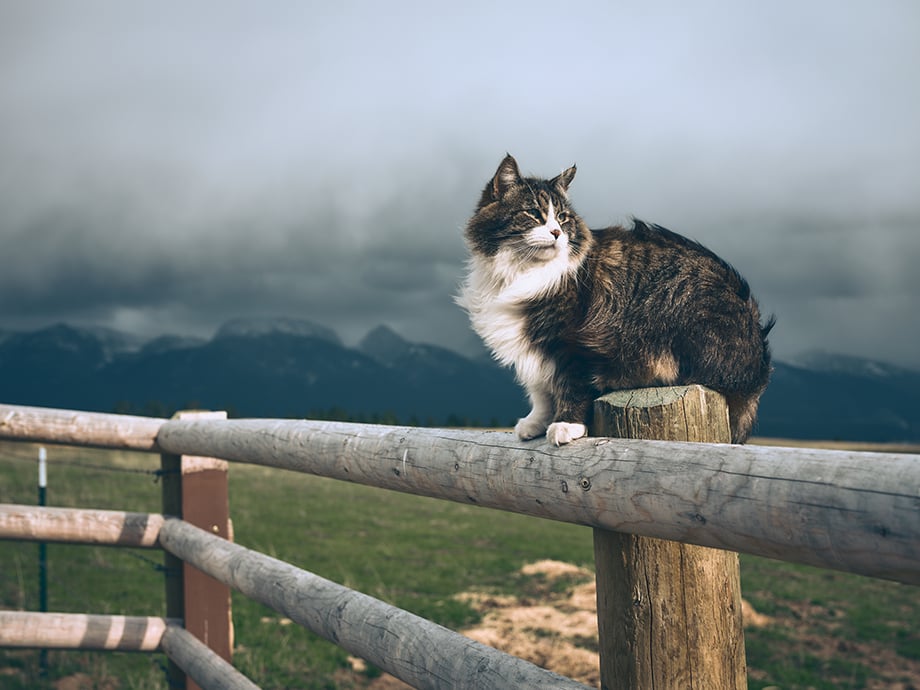 A cat on the ranch. Photography by Kody Kohlman
