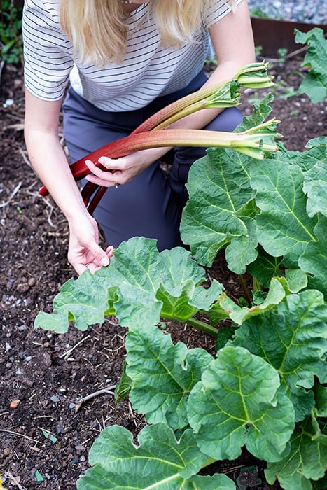 Picking Rhubarb. Photography by Lola Akinmade. 