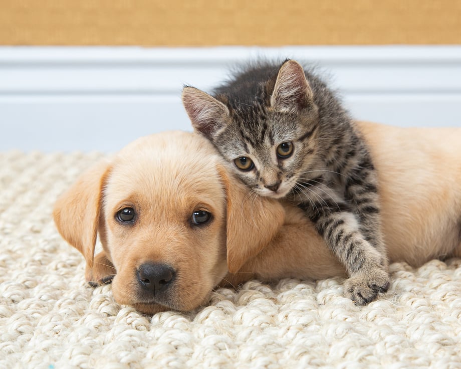 Puppy and kitten image photographed by Mark Rodgers. 