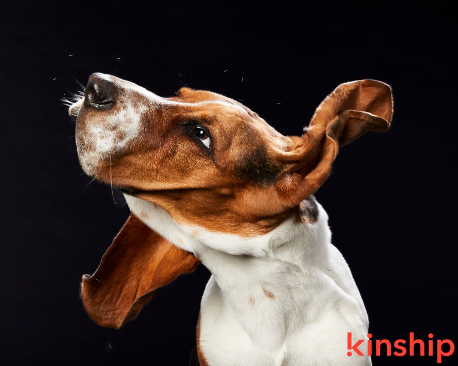 Dog photographed by Mark Rodgers for Kinship. 