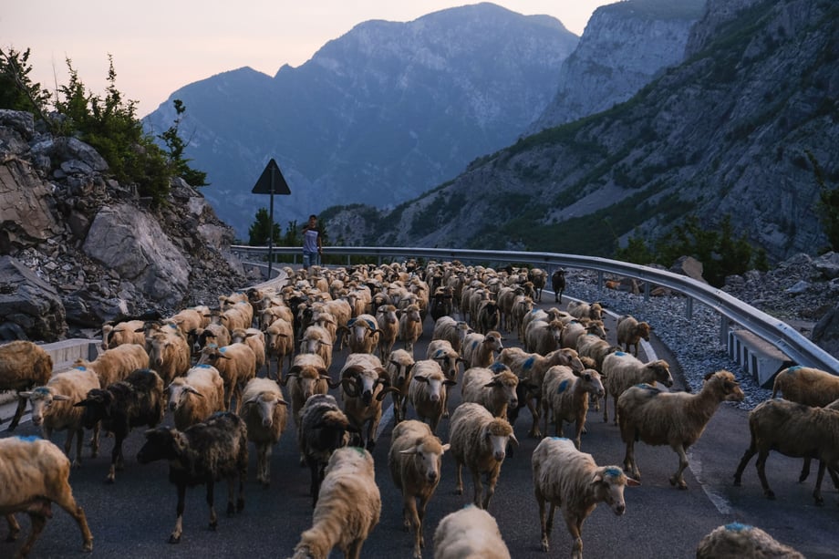 Nick St. Oegger's shot of Albanian shepherd with its flock