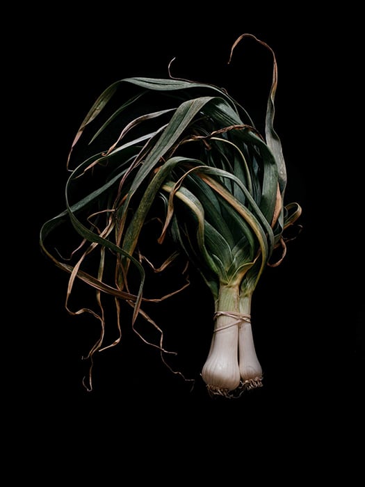 Young garlic photographed by Rebecca Peloquin.