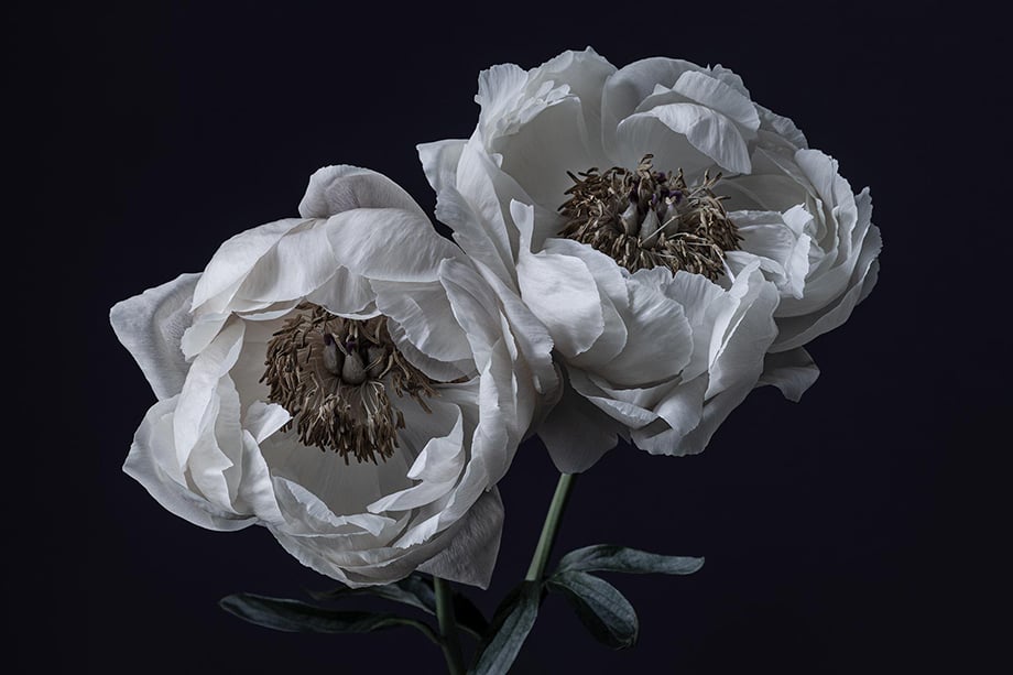 Two peonies up close photographed by Richard Boll.